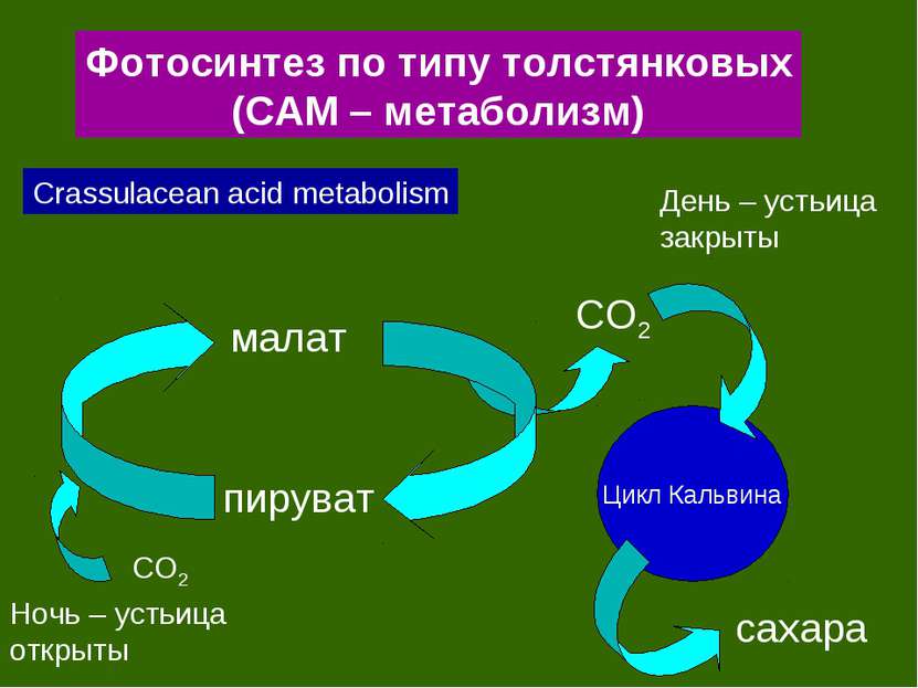 Фотосинтез по типу толстянковых (САМ – метаболизм) Crassulacean acid metaboli...