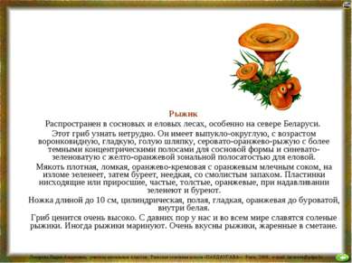 Рыжик Распространен в сосновых и еловых лесах, особенно на севере Беларуси. Э...