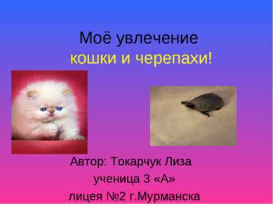 Моё увлечение кошки и черепахи! Автор: Токарчук Лиза ученица 3 «А» лицея №2 г...