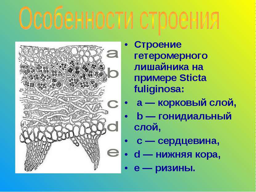 Строение гетеромерного лишайника на примере Sticta fuliginosa: a — корковый с...