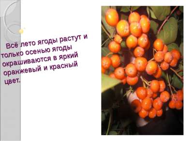 Всё лето ягоды растут и только осенью ягоды окрашиваются в яркий оранжевый и ...