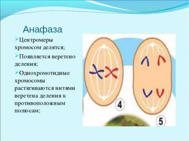 Анафаза Центромеры хромосом делятся; Появляется веретено деления; Однохромоти...