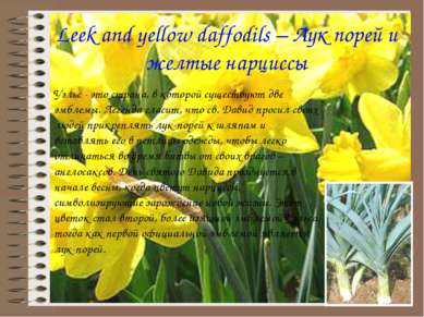 Leek and yellow daffodils – Лук порей и желтые нарциссы Уэльс - это страна, в...