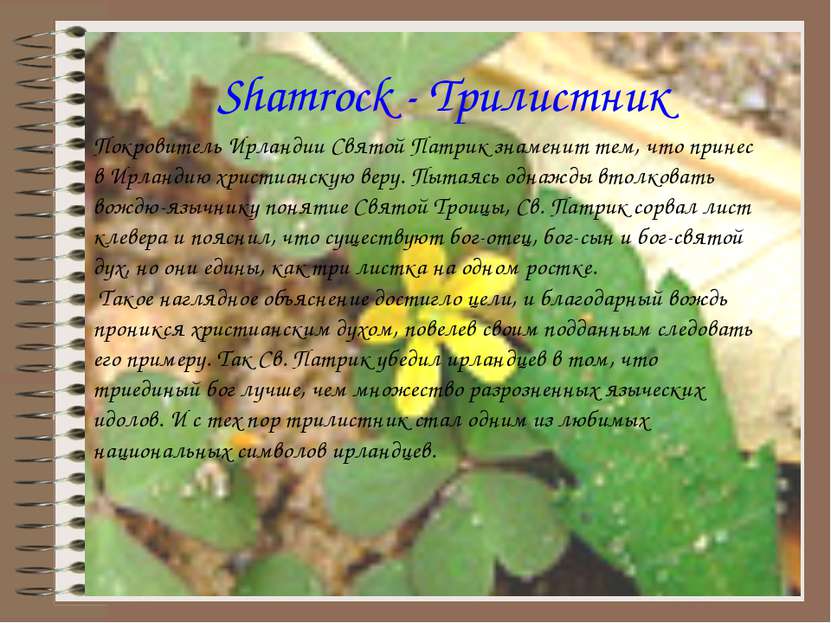 Shamrock - Трилистник Покровитель Ирландии Святой Патрик знаменит тем, что пр...