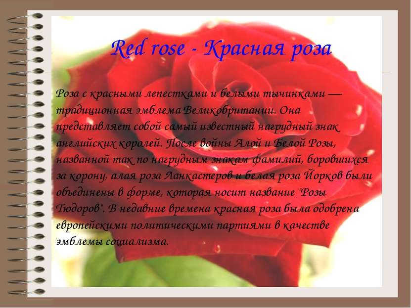 Red rose - Красная роза Роза с красными лепестками и белыми тычинками — тради...