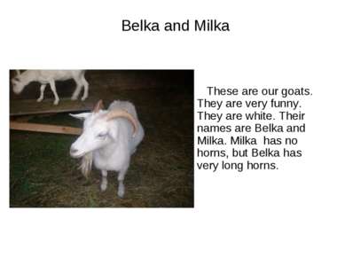 Belka and Milka These are our goats. They are very funny. They are white. The...