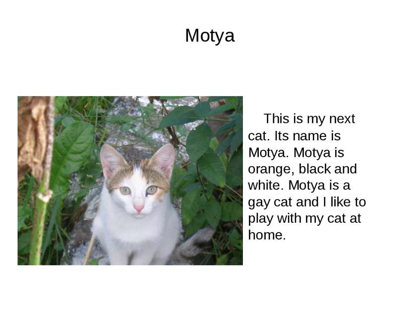 Motya This is my next cat. Its name is Motya. Motya is orange, black and whit...