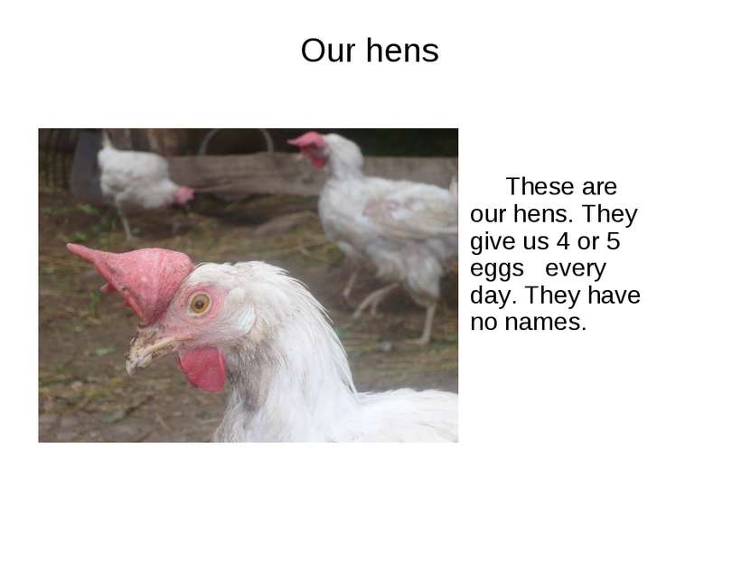 Our hens These are our hens. They give us 4 or 5 eggs every day. They have no...