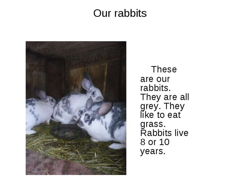 Our rabbits These are our rabbits. They are all grey. They like to eat grass....