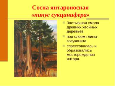 Сосна янтароносная «пинус сукцинифера» Застывшая смола древних хвойных деревь...