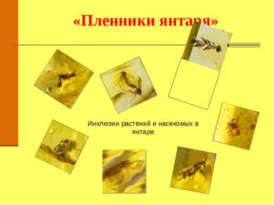 «Пленники янтаря» Инклюзии растений и насекомых в янтаре