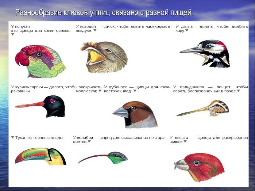 Разнообразие клювов у птиц связано с разной пищей.