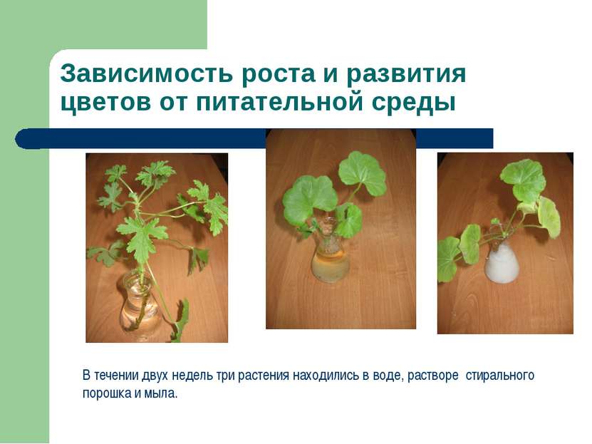 Зависимость роста и развития цветов от питательной среды В течении двух недел...