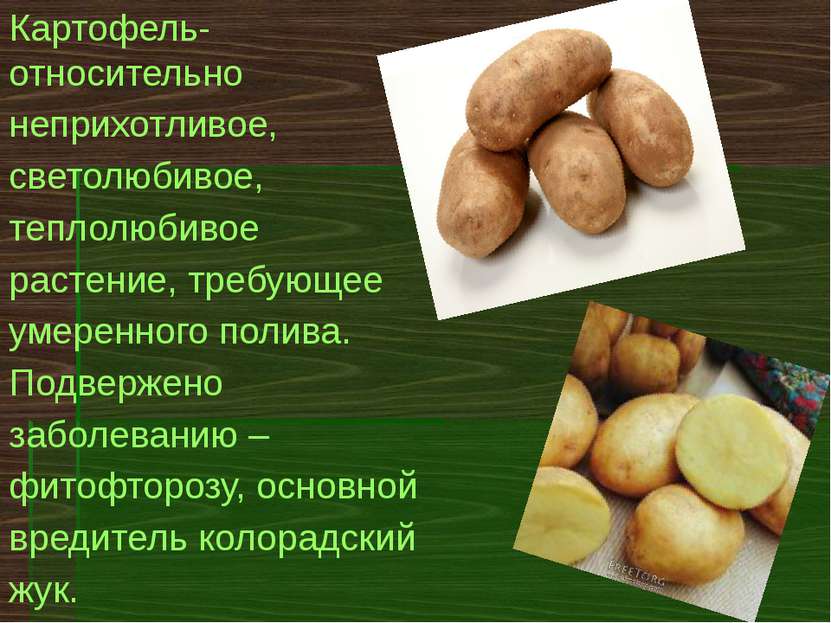 Картофель- относительно неприхотливое, светолюбивое, теплолюбивое растение, т...