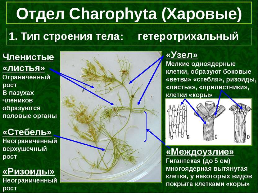 Отдел Charophyta (Харовые) 1. Тип строения тела: гетеротрихальный «Стебель» Н...
