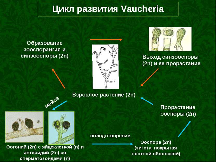 Цикл развития Vaucheria Взрослое растение (2n) Оогоний (2n) с яйцеклеткой (n)...