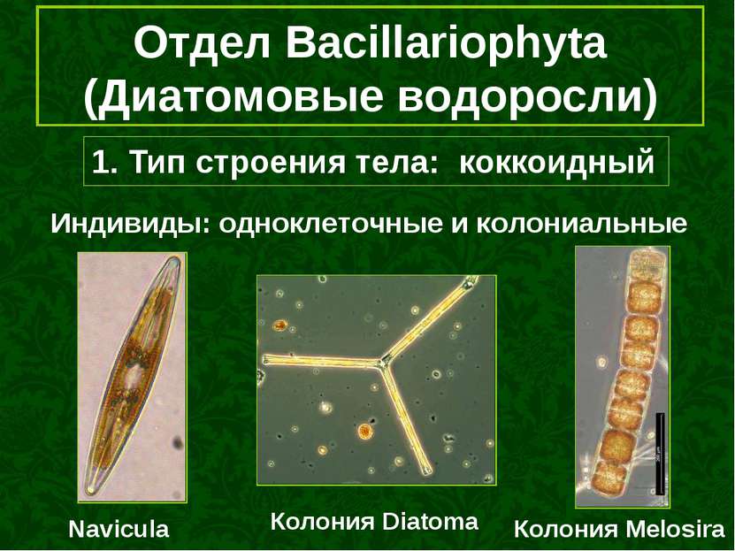 1. Тип строения тела: коккоидный Отдел Bacillariophyta (Диатомовые водоросли)...