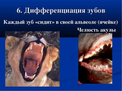 6. Дифференциация зубов Каждый зуб «сидит» в своей альвеоле (ячейке) Челюсть ...