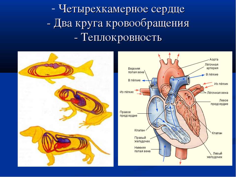 У каких животных четырехкамерное. Четырех камерноее сердце. Четырёхкамерное сердце и два круга кровообращения. Чнтврехкамерная сердца. Четырехкамерное сердце млекопитающих.