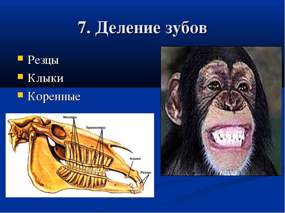 Наиболее развитые резцы можно обнаружить у млекопитающих. Зубы млекопитающих. Резцы у млекопитающих. Зубы млекопитающих дифференцированы. Строение зубов у обезьян.