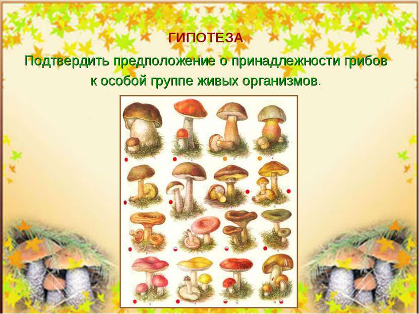 ГИПОТЕЗА Подтвердить предположение о принадлежности грибов к особой группе жи...