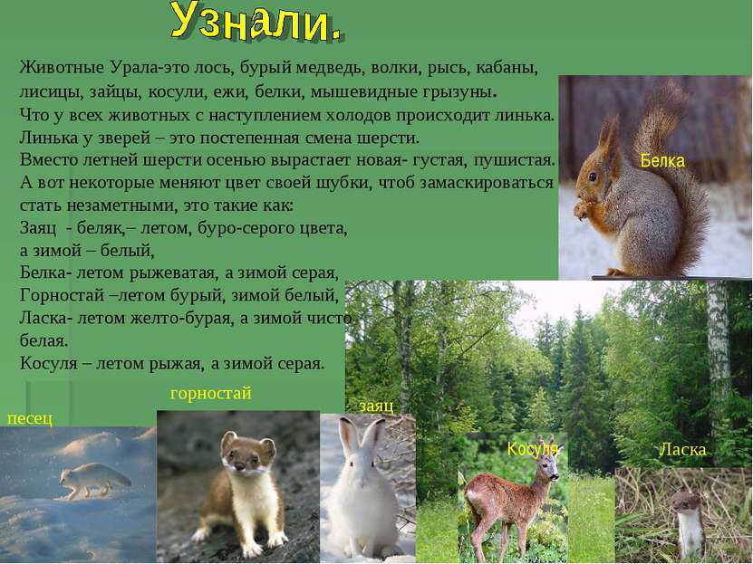 Животные Урала-это лось, бурый медведь, волки, рысь, кабаны, лисицы, зайцы, к...