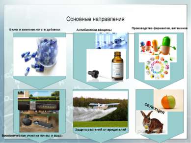 Основные направления Производство ферментов, витаминов Антибиотики,вакцины Бе...
