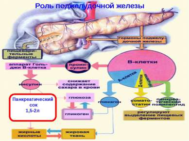 Роль поджелудочной железы Панкреатический сок 1,5-2л