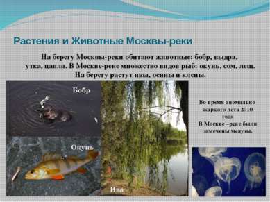 Растения и Животные Москвы-реки На берегу Москвы-реки обитают животные: бобр,...