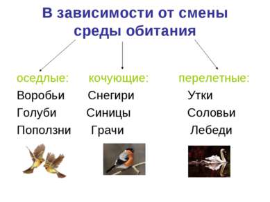 В зависимости от смены среды обитания оседлые: кочующие: перелетные: Воробьи ...