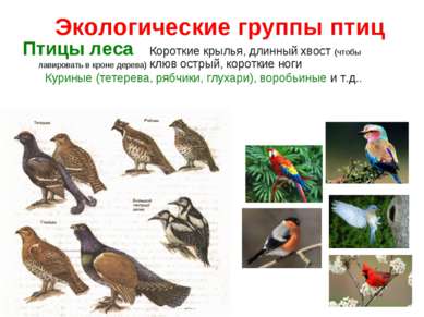 Экологические группы птиц Птицы леса Короткие крылья, длинный хвост (чтобы ла...