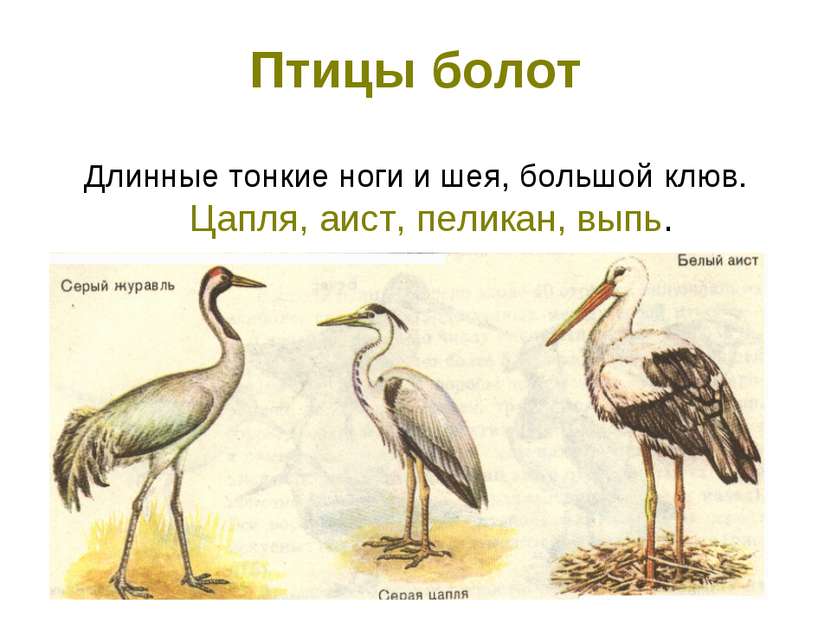 Птицы болот Длинные тонкие ноги и шея, большой клюв. Цапля, аист, пеликан, выпь.
