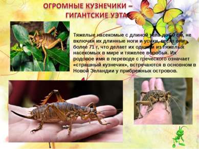 Тяжелые насекомые с длиной тела до 10 см, не включая их длинные ноги и усики,...