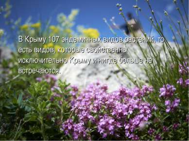 В Крыму 107 эндемичных видов растений, то есть видов, которые свойственны иск...