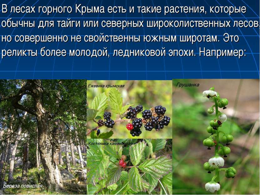 В лесах горного Крыма есть и такие растения, которые обычны для тайги или сев...