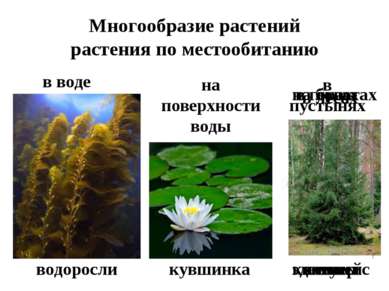 Многообразие растений растения по местообитанию в воде водоросли на поверхнос...