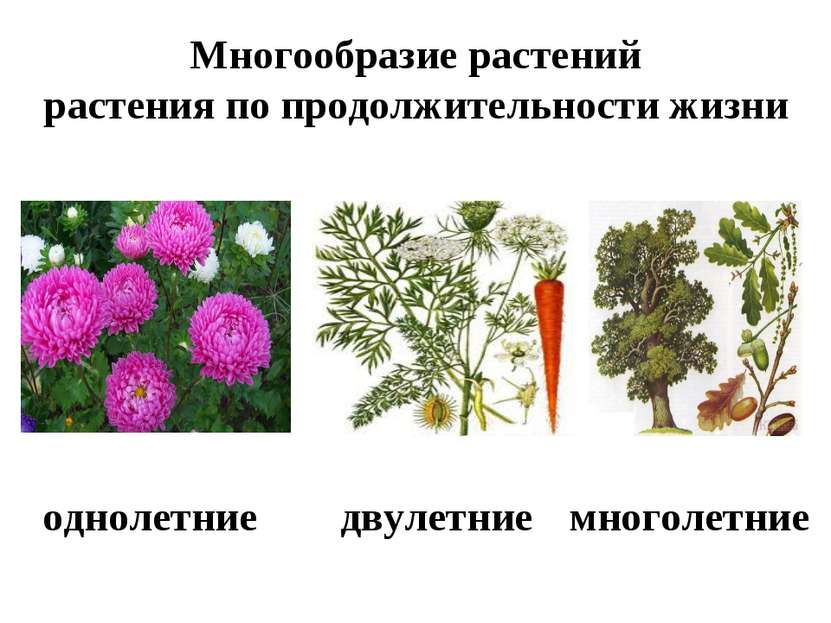 Многообразие растений растения по продолжительности жизни однолетние двулетни...