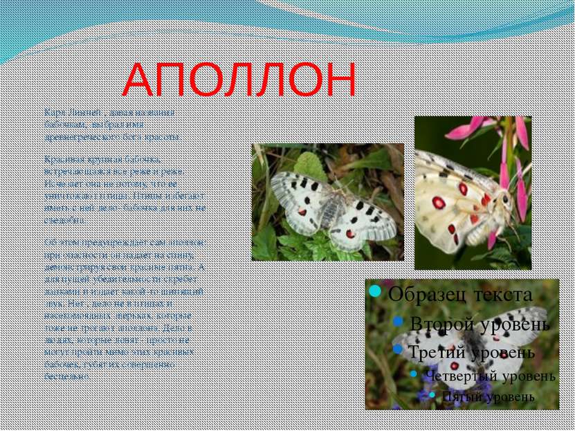 АПОЛЛОН Карл Линней , давая названия бабочкам, выбрал имя древнегреческого бо...