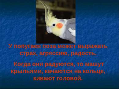 У попугаев поза может выражать страх, агрессию, радость. Когда они радуются, ...