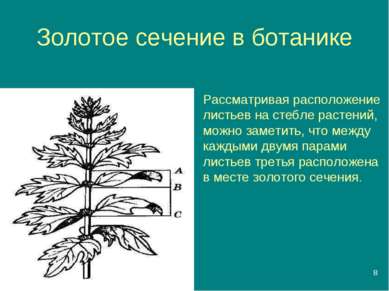 * Золотое сечение в ботанике Рассматривая расположение листьев на стебле раст...