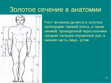 * Золотое сечение в анатомии Рост человека делится в золотых пропорциях линие...