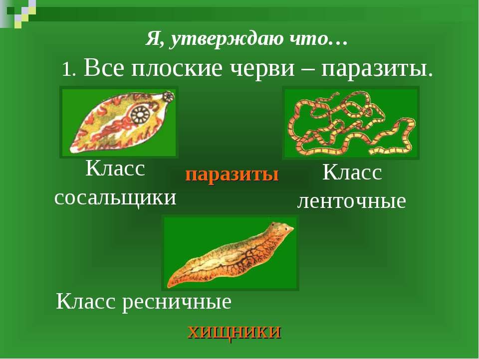 Систематика сосальщиков. Плоские черви 7 класс биология. Тип плоские черви презентация. Тип и класс плоских червей. Биология Тип плоские черви.