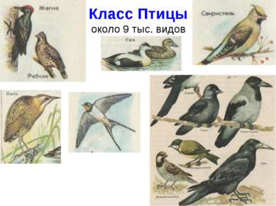 Класс Птицы около 9 тыс. видов