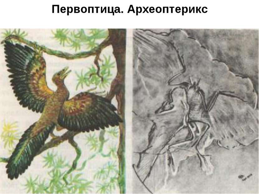 Предки птиц Первоптица. Археоптерикс