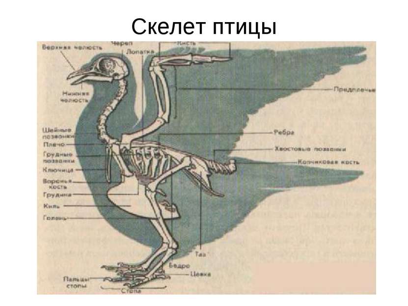Скелет птицы